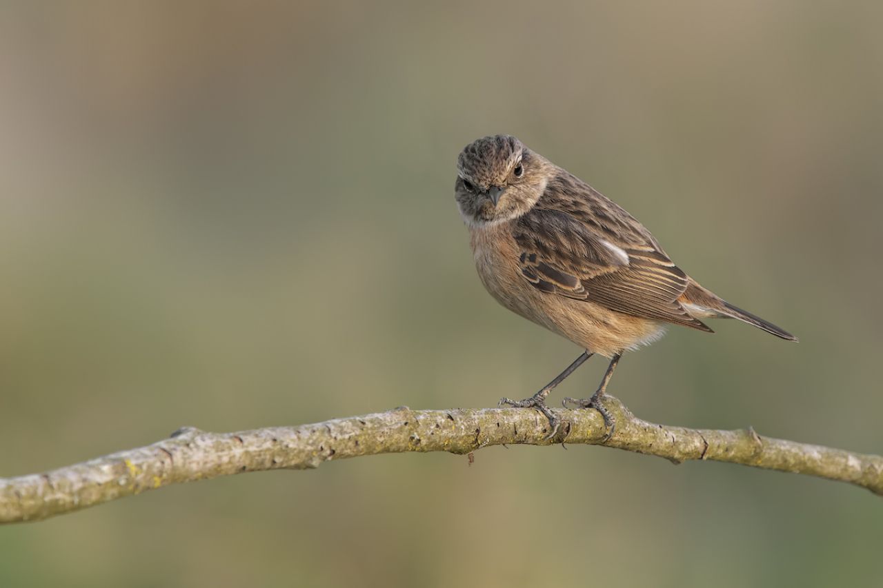 Saltimpalo (Saxixola rubicola)